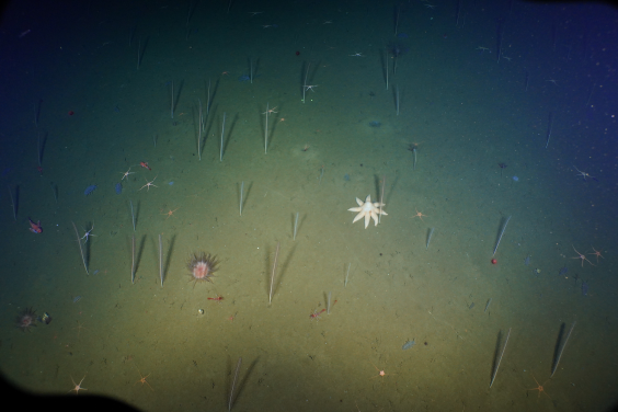 An example of deep-sea soft sediment ecosystem.
Photo credit: NOAA OER and Ocean Exploration Trust; A. Thurber camera loan. Courtesy of Lisa Levin.